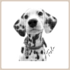 Personalized Pet Sweatshirts